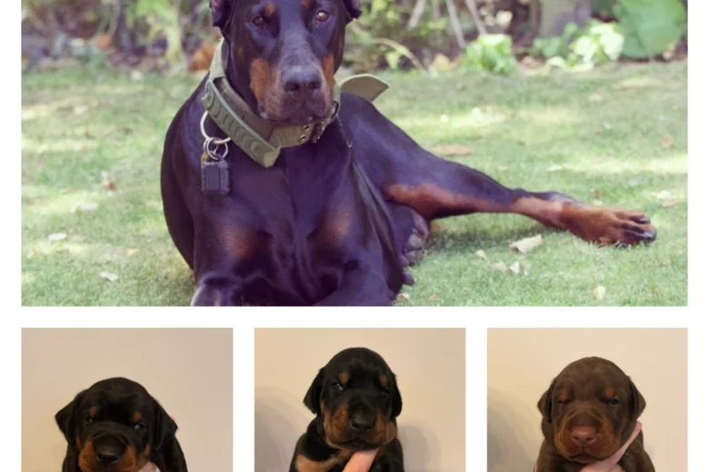 Doberman