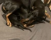 Doberman