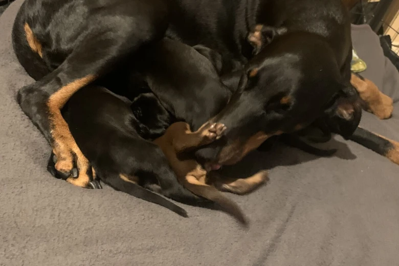 Doberman