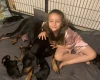 Doberman