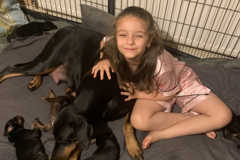 Doberman
