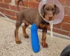 Doberman
