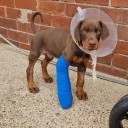 Doberman