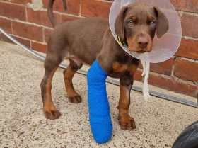 Doberman