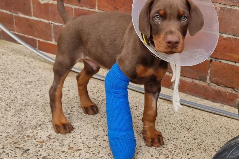 Doberman