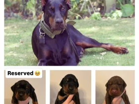 Doberman