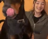 Doberman