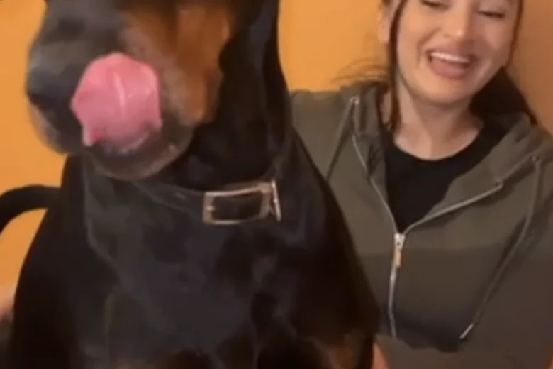 Doberman