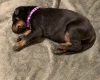 Doberman