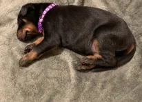 Puppy 1
