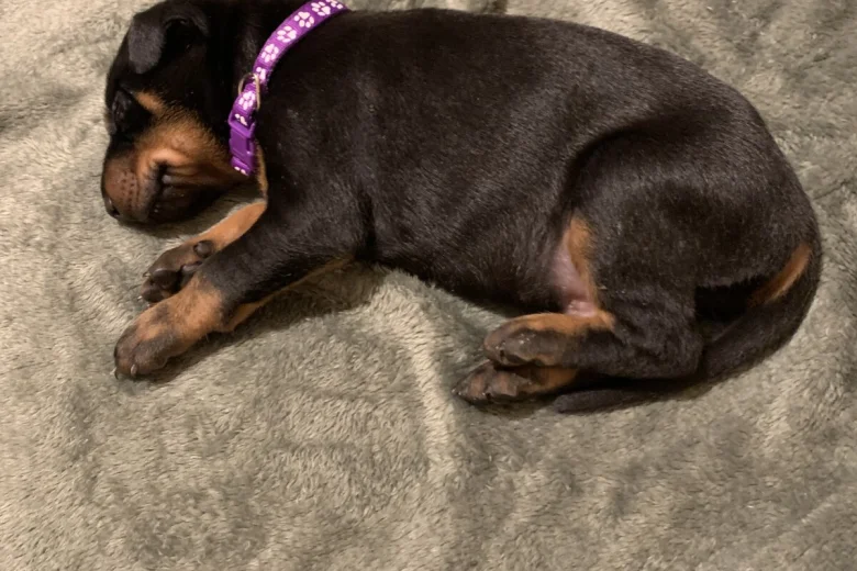 Doberman