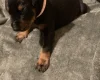Doberman