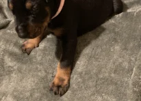 Puppy 3