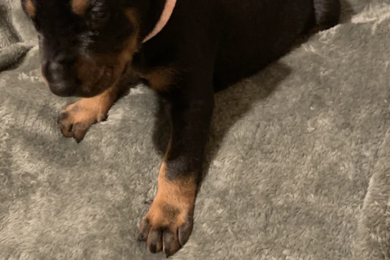 Doberman