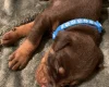 Doberman