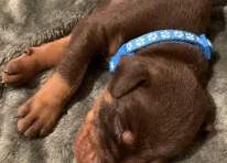 Puppy 4
