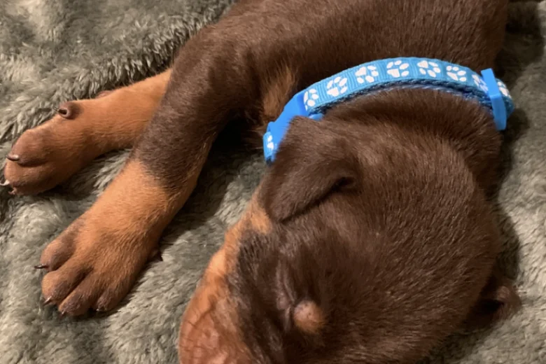 Doberman