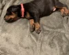 Doberman