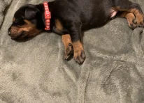 Puppy 6