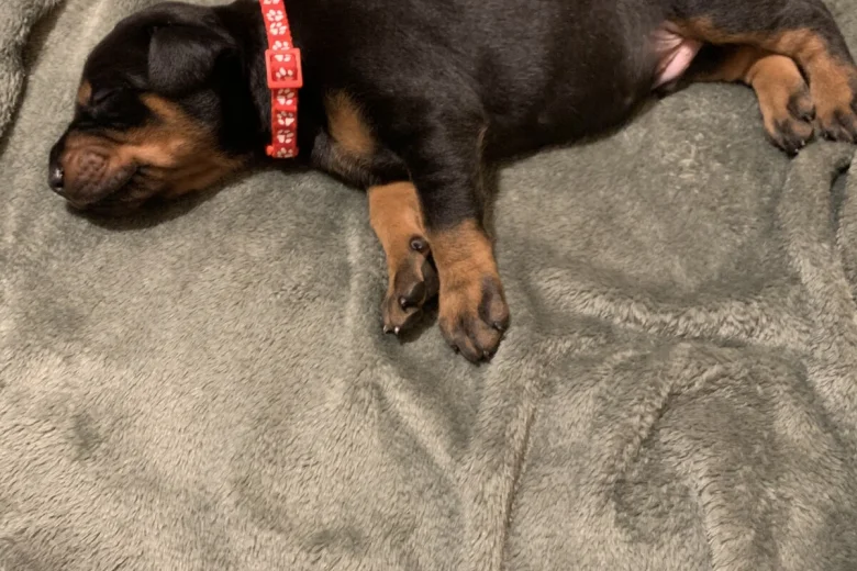 Doberman