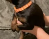 Doberman