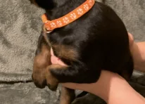 Puppy 2