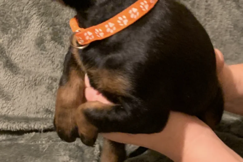 Doberman