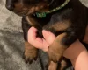 Doberman