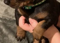 Puppy 5