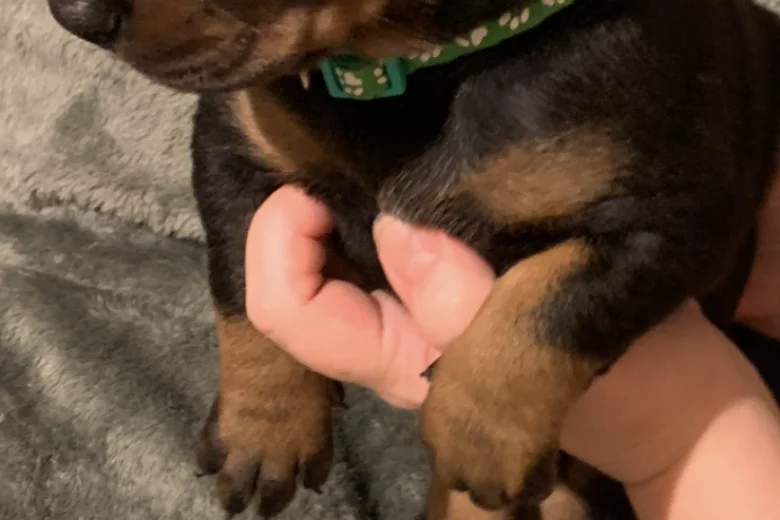Doberman