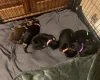 Doberman