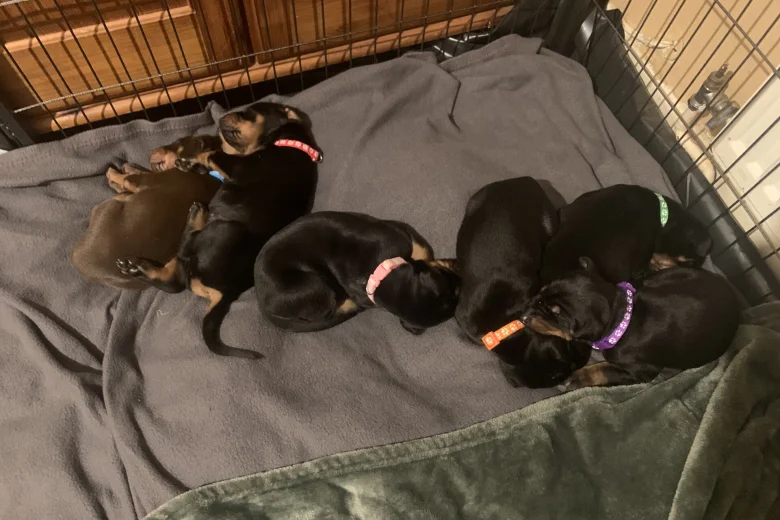 Doberman