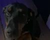 Doberman