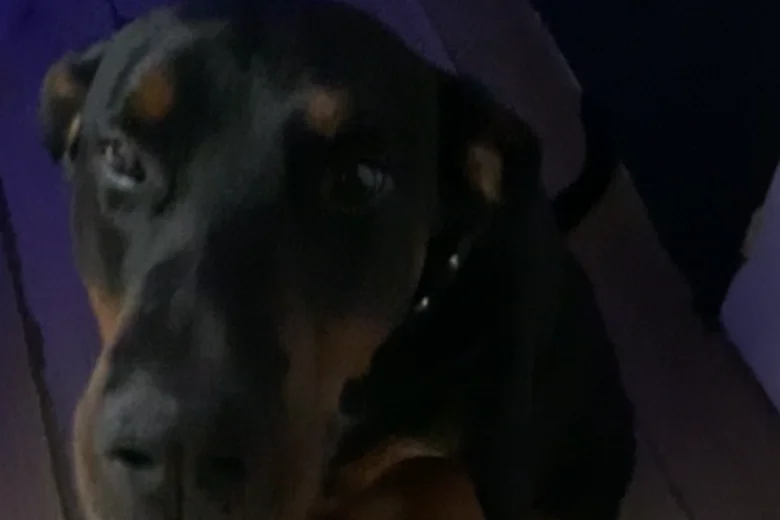 Doberman