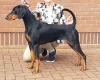 Doberman