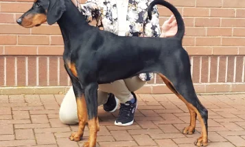 Doberman