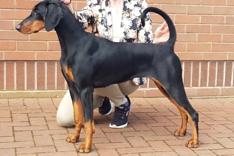 Doberman