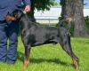Doberman