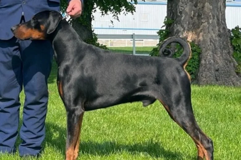 Doberman