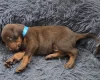 Doberman