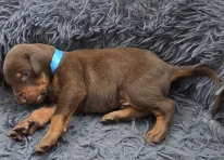 Puppy 1 - Blue