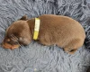 Doberman