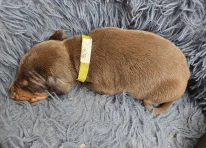 Puppy 2 - Gold