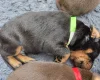 Doberman