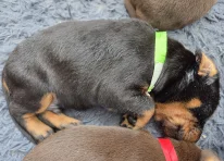 Puppy 3 - Green