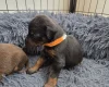 Doberman
