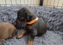 Puppy 4 - Orange
