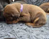 Doberman