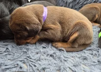 Puppy 5 - Purple