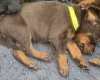 Doberman